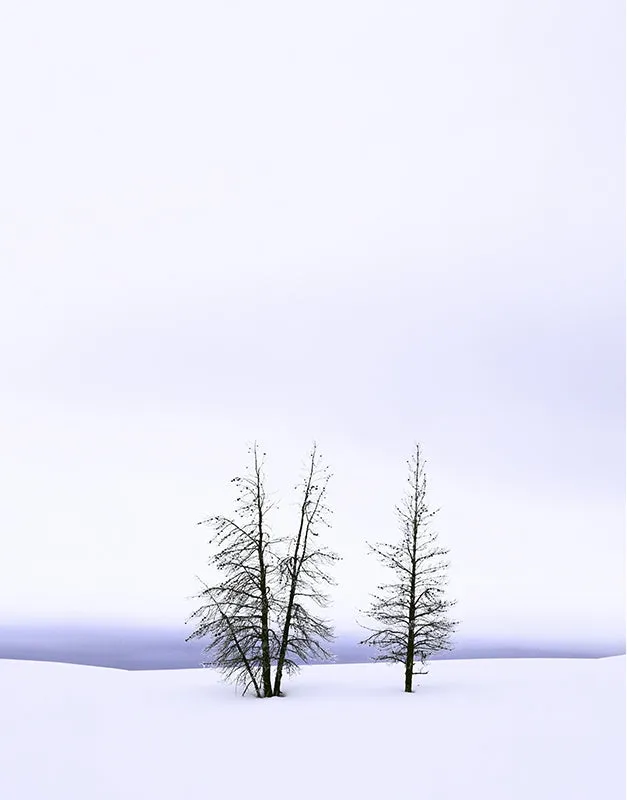 Frosty Pines, Yellowstone