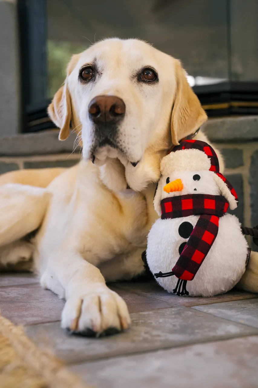 P.L.A.Y. Home for the Holidays Interactive Dog Toy, Snowman